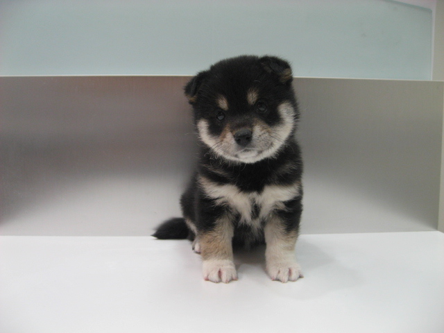 柴犬