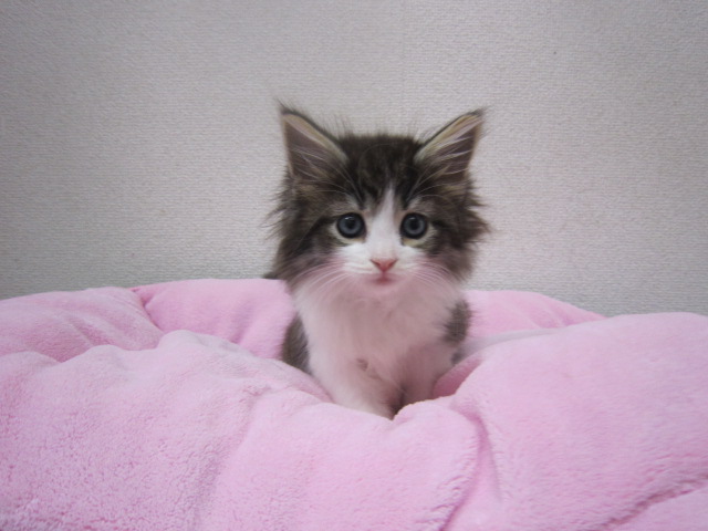 ノルウェージャンフォレストキャット