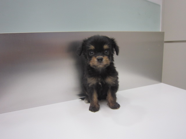ミックス（チワワｘカニヘンダックス）