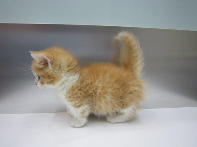 マンチカン 短足 子猫情報 パピードリーム 子犬 子猫を販売する東京江東区のペットショップ