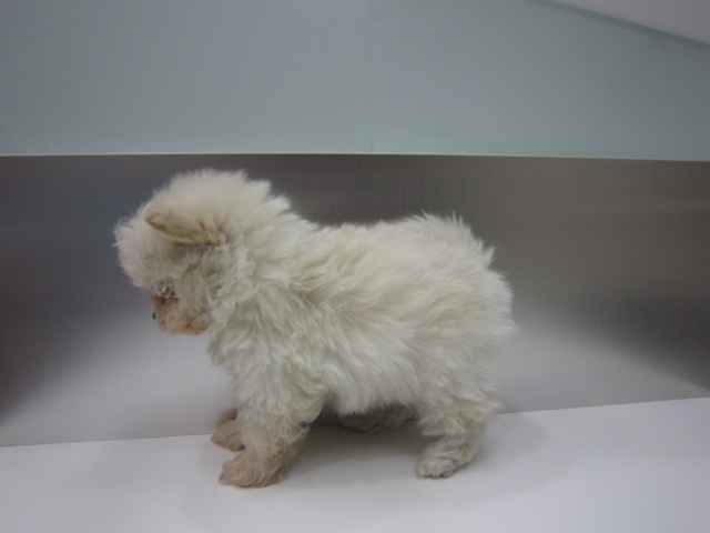 ミックス プードルｘポメラニアン 子犬情報 パピードリーム 子犬 子猫を販売する東京江東区のペットショップ