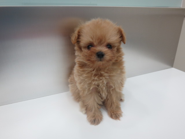 ミックス プードルｘポメラニアン 子犬情報 パピードリーム 子犬 子猫を販売する東京江東区のペットショップ