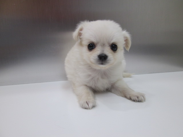ミックス チワワｘポメラニアン 子犬情報 パピードリーム 子犬 子猫を販売する東京江東区のペットショップ
