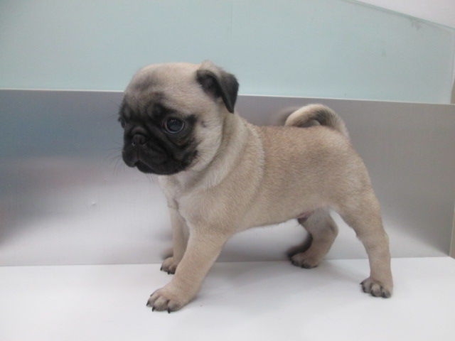 パグ | 子犬情報 | 【パピードリーム】子犬・子猫を販売する東京江東区