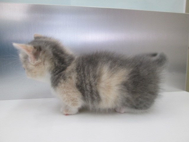 マンチカン（超短足）  子猫情報  【パピードリーム】子犬・子猫を 