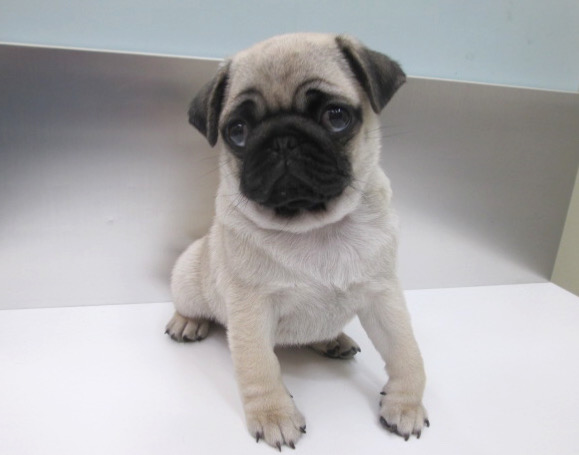 パグ | 子犬情報 | 【パピードリーム】子犬・子猫を販売する東京江東区