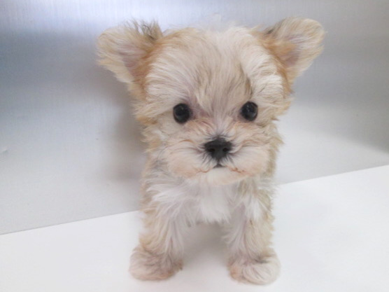 ミックス（ヨークシャーテリアxマルチーズ） | 子犬情報 | 【パピー