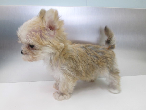 ミックス（ヨークシャーテリアxマルチーズ） | 子犬情報 | 【パピー