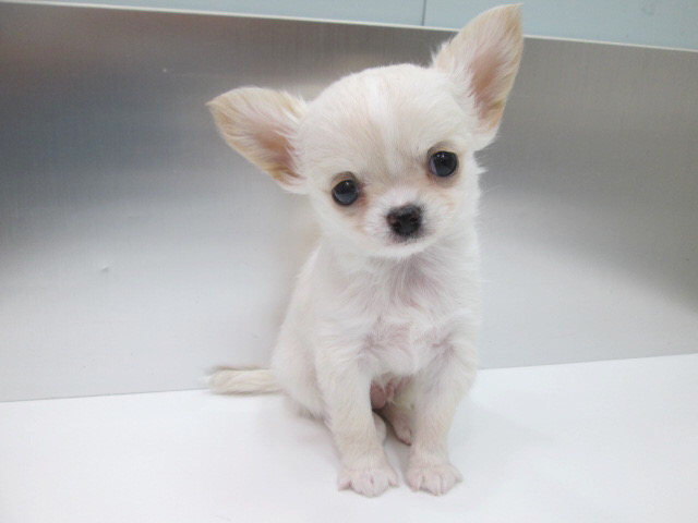 チワワ ロング（極小） | 子犬情報 | 【パピードリーム】子犬・子猫を