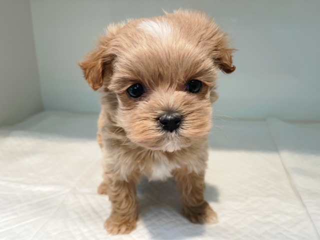 ミックス ティーカッププードルｘマルチーズ 子犬情報 パピードリーム 子犬 子猫を販売する東京江東区のペットショップ