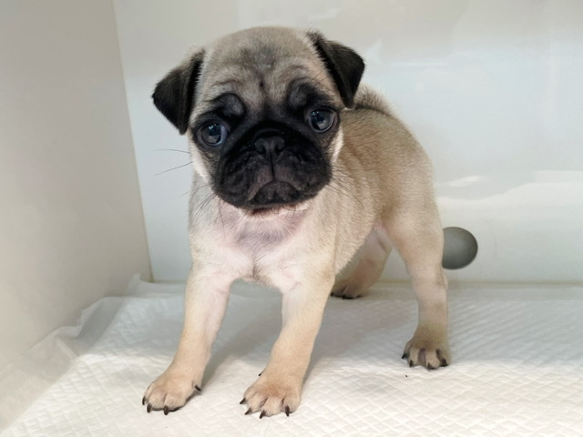 パグ | 子犬情報 | 【パピードリーム】子犬・子猫を販売する東京江東区