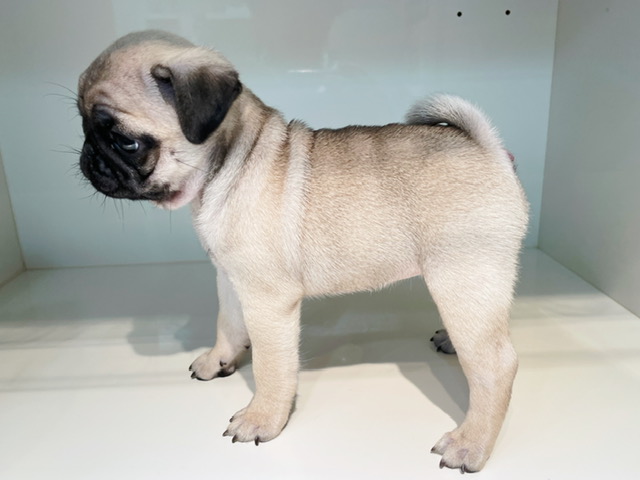 パグ | 子犬情報 | 【パピードリーム】子犬・子猫を販売する東京江東区