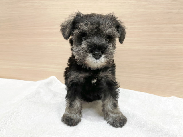 ミニチュアシュナウザー | 子犬情報 | 【パピードリーム】子犬・子猫を