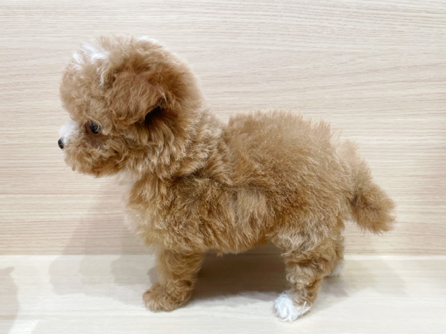 ミックス（ティーカッププードルxチワワ） | 子犬情報 | 【パピー
