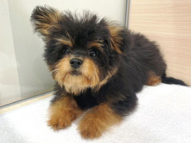 ミックス（ティーカッププードルxチワワ） | 子犬情報 | 【パピー