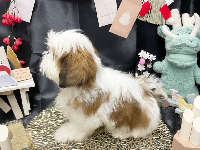 シーズー | 子犬情報 | 【パピードリーム】子犬・子猫を販売する東京